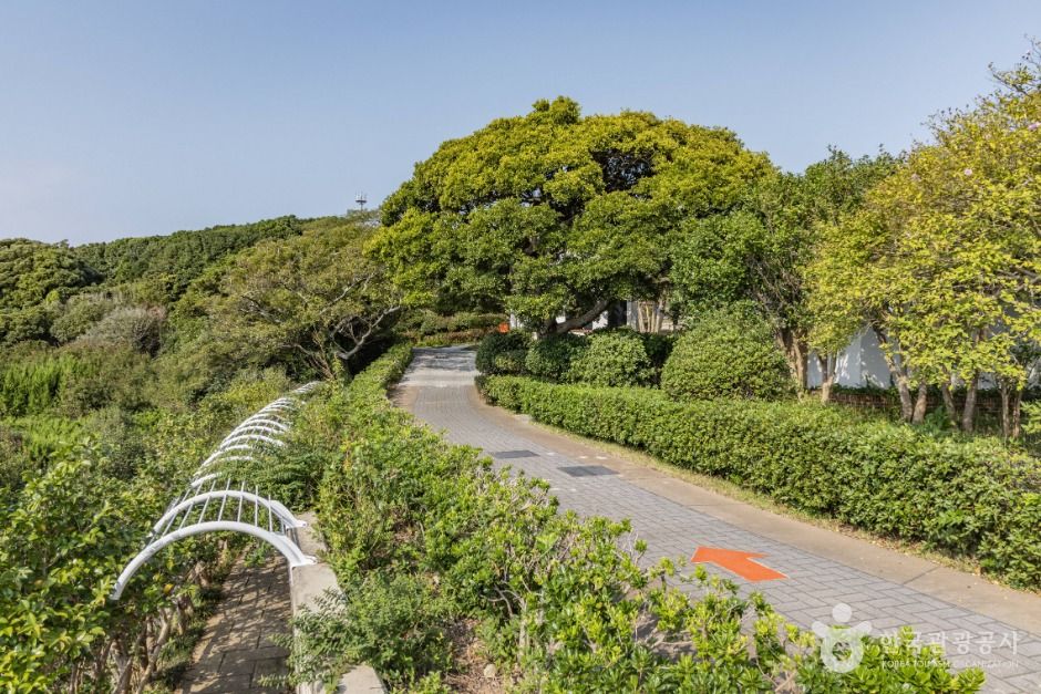 thumbnail-장사도해상공원 까멜리아-27