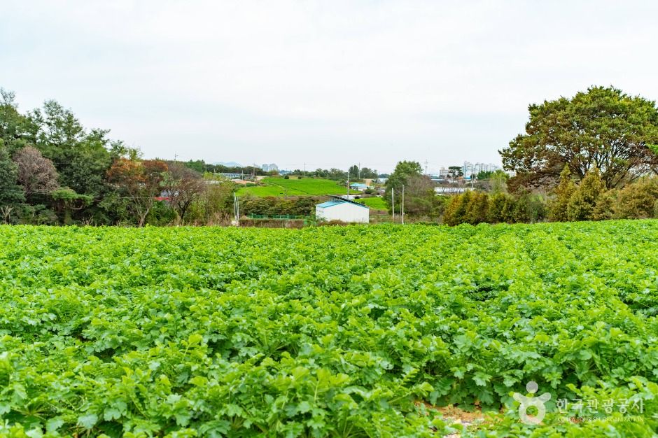 단호박올리고마을