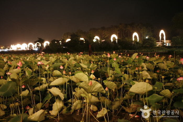 Buyeo Seodong Lotus Festival (부여서동연꽃축제)