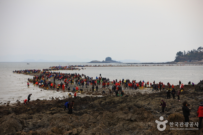 Jindo Miracle Sea Festival (진도 신비의바닷길축제)