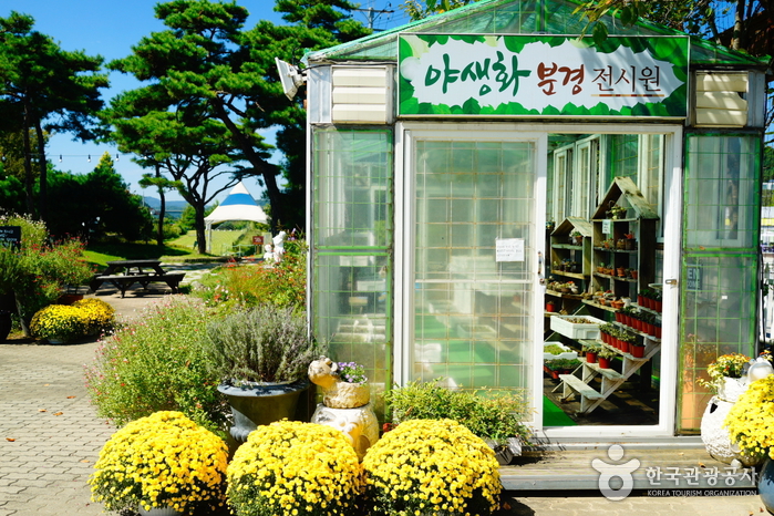 Arboretum de fleurs sauvages de Yangpyeong (양평 들꽃수목원)