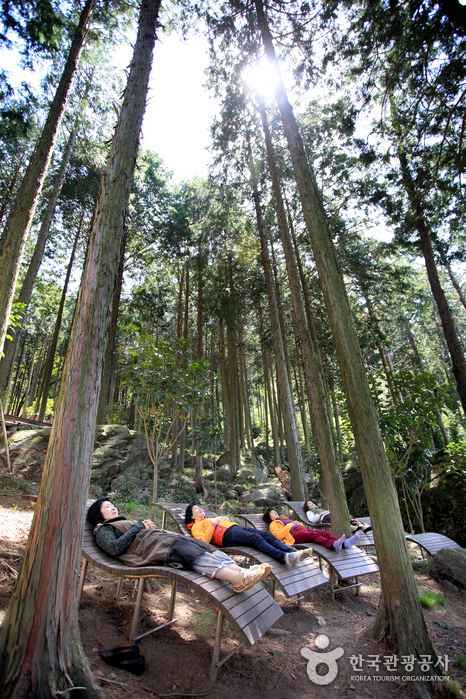 Jeongnamjin Pyeonbaek Forest Woodland (정남진 편백숲 우드랜드)2