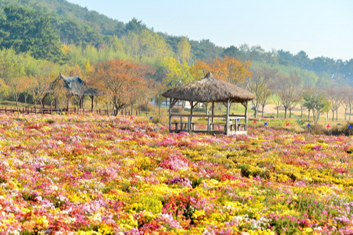 한반도 첫수도 고창국화축제 2018 사진3