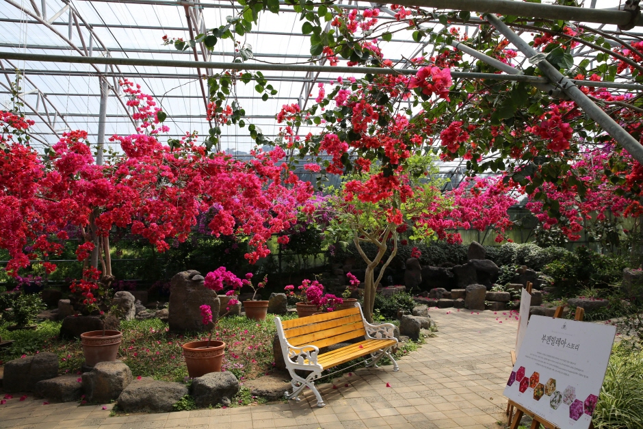 한림공원 부겐빌레아 축제3