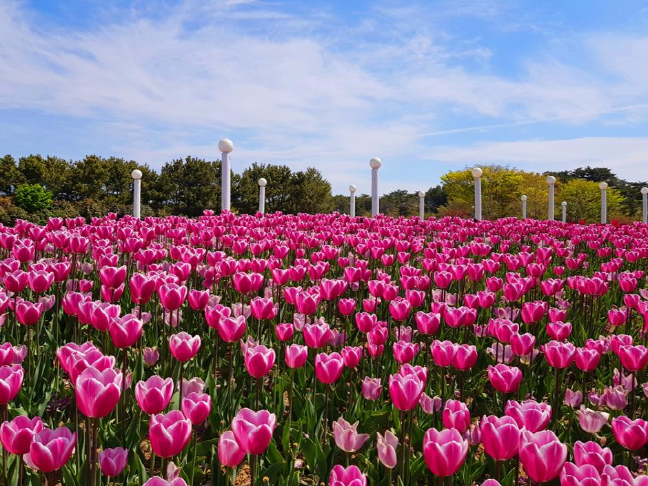 Taean Tulip Park (태안 세계튤립꽃박람회)