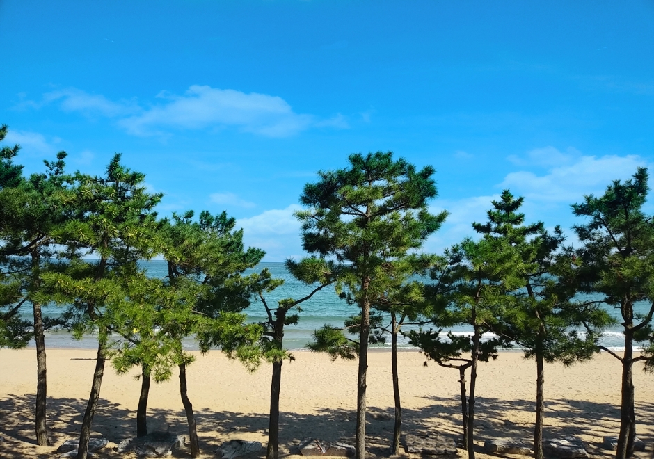 Jinha Beach (진하 해수욕장)
