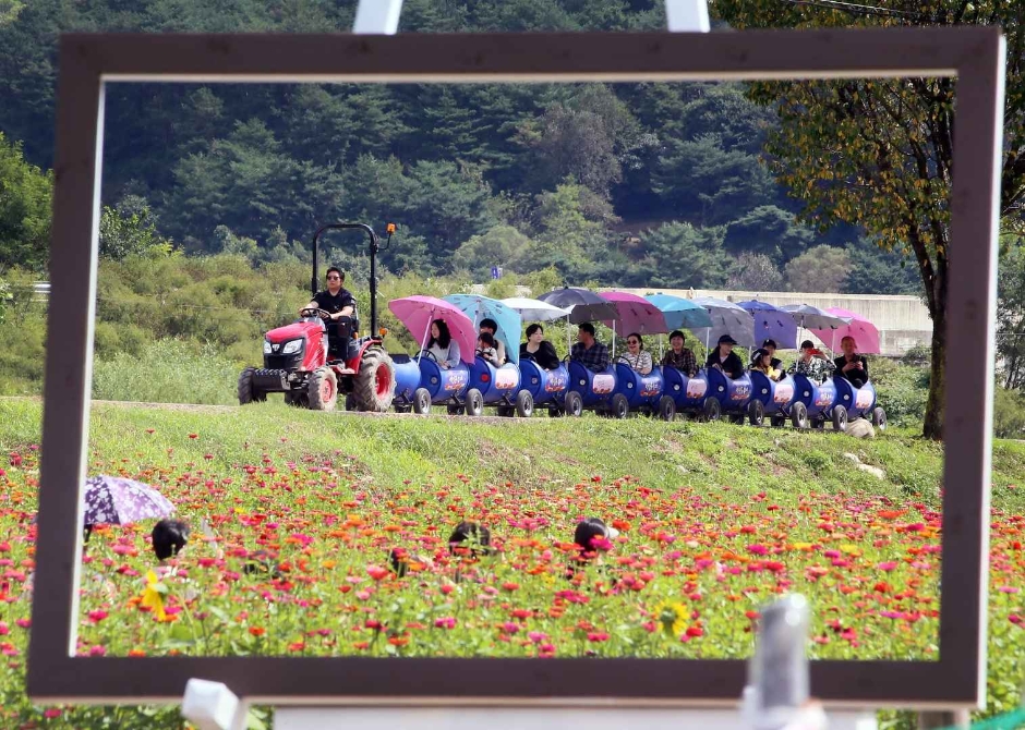 Festival 101 Hong de Pyeongchang (평창백일홍축제)