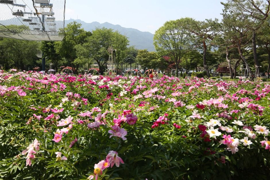 thumbnail-ソウル大公園（서울대공원）-17