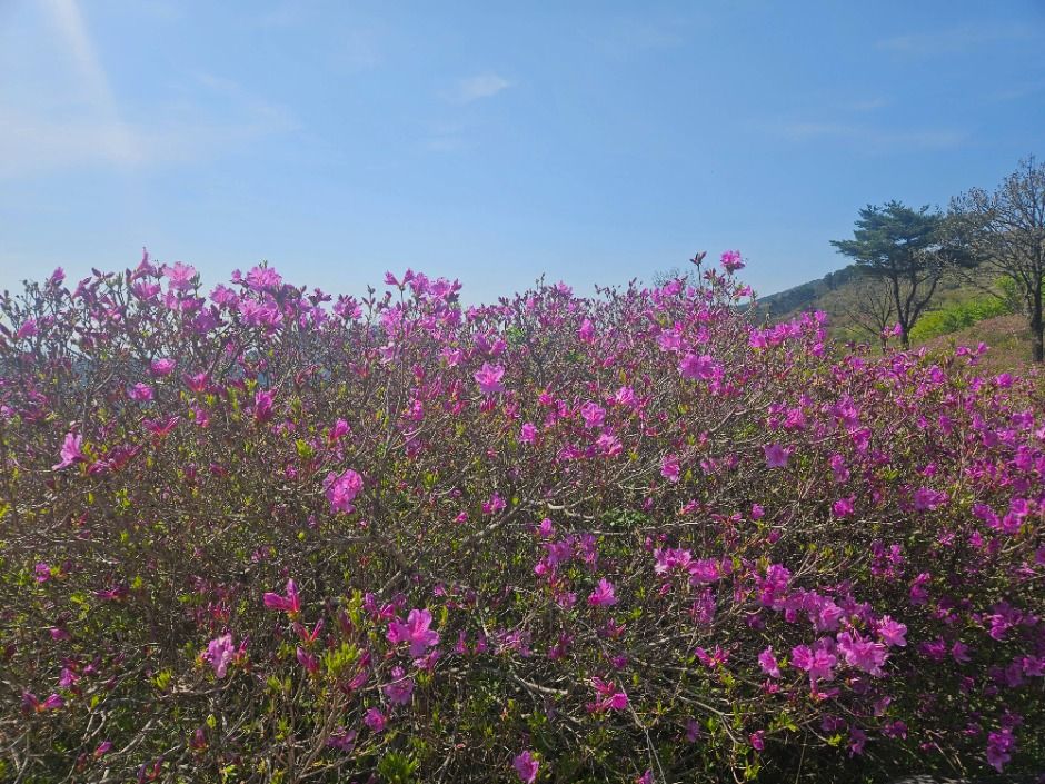 산청황매산철쭉제