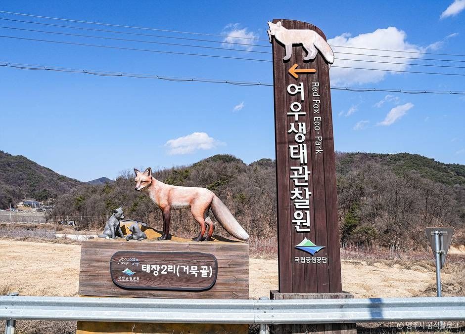 여우생태관찰원