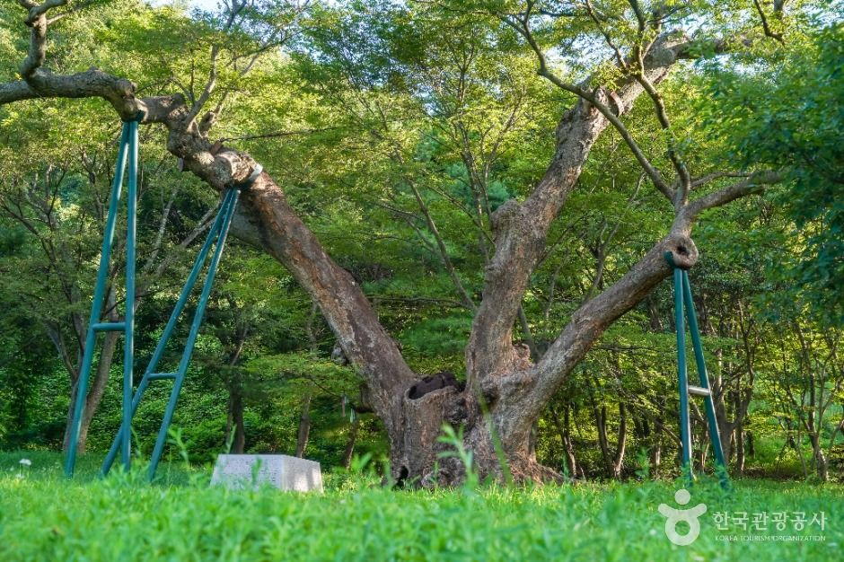 포항_포항 마북리 느티나무 (4)