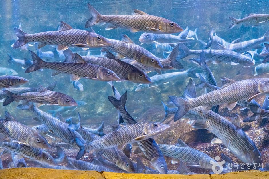 섬진강어류생태관