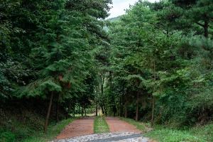 [대구올레 팔공산 2코스] 한실골 가는 길