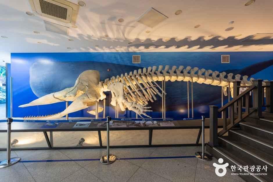 thumbnail-강화자연사박물관-6