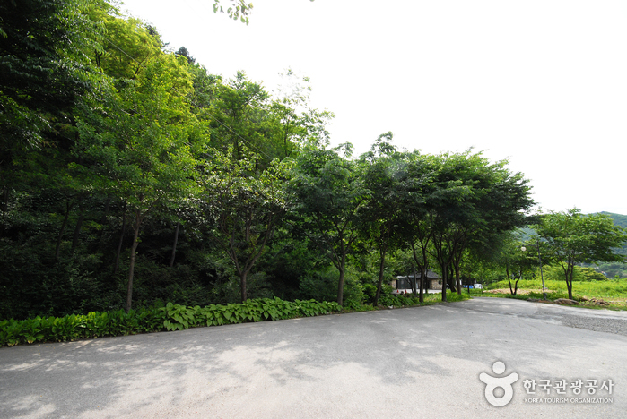 Cheongpyeong Recreational Forest (청평자연휴양림)