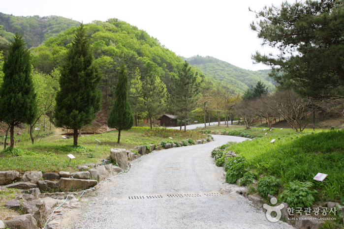 Erholungswald Buljeong (불정자연휴양림)