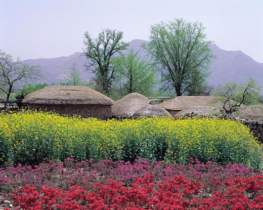 Jeju Canola Flower Festival (제주 유채꽃잔치)