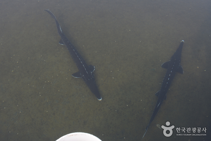 임진강폭포어장0