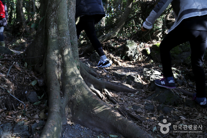 선흘곶자왈 (제주도 국가지질공원)2