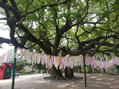 현풍 500년 느티나무 테마공원