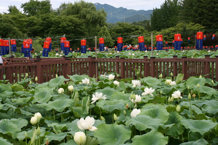 행복바라미 봉선사 연꽃축제 20182
