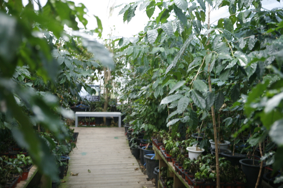강릉커피박물관 온실에서 자라는 커피나무