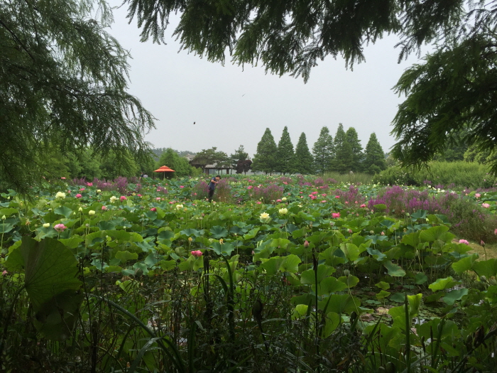태안연꽃축제 20200