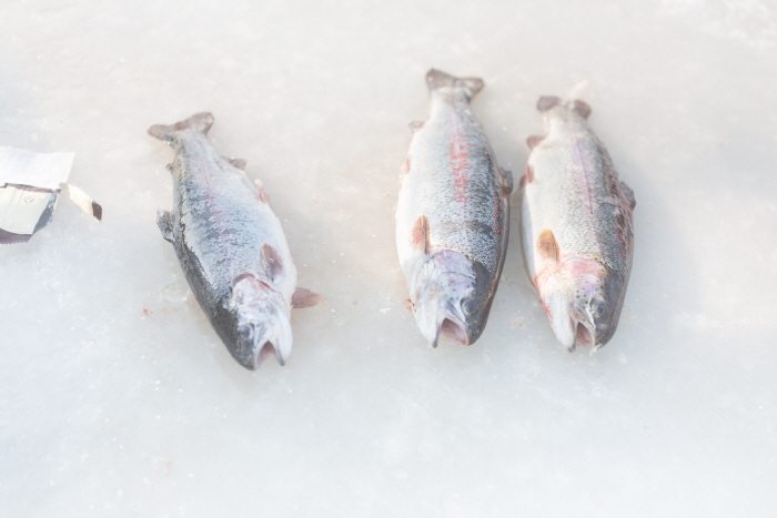 加平冬季鱒魚節(가평씽씽송어축제)
