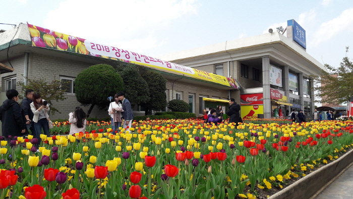 장성 빈센트의 봄 20191