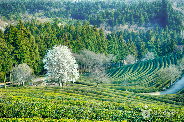 Plantation touristique de thé Daehan Dawon (Plantation de thé Boseong) (보성녹차밭 대한다원)