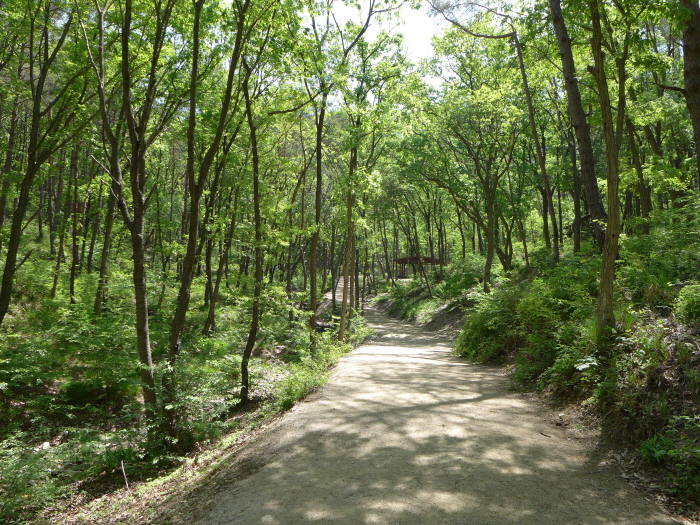 Busan Healing Forest (부산 치유의 숲)