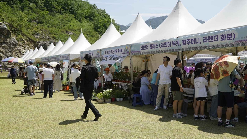 武陵別有天地ラベンダー祭り（무릉별유천지 라벤더축제）