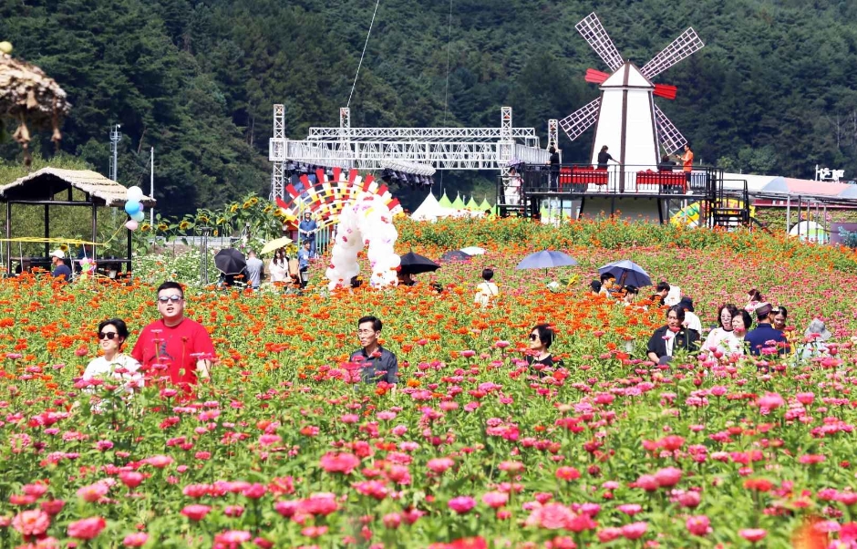 Festival 101 Hong de Pyeongchang (평창백일홍축제)