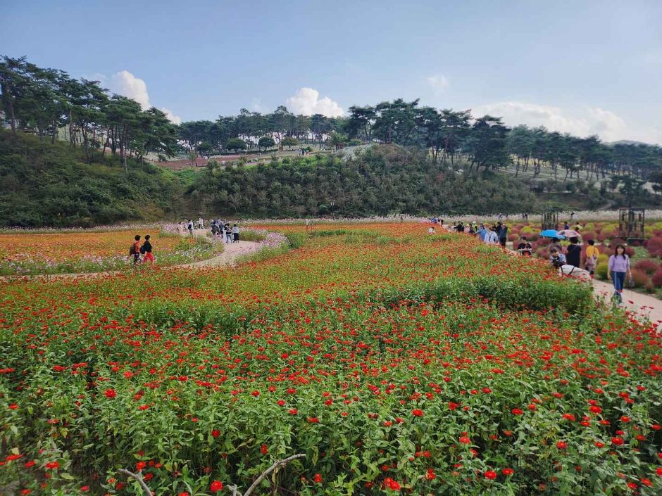 정읍 구절초 꽃축제