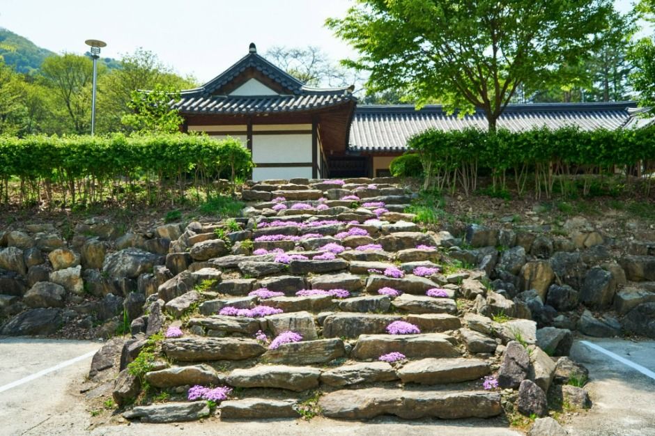 화천 산약초 마을