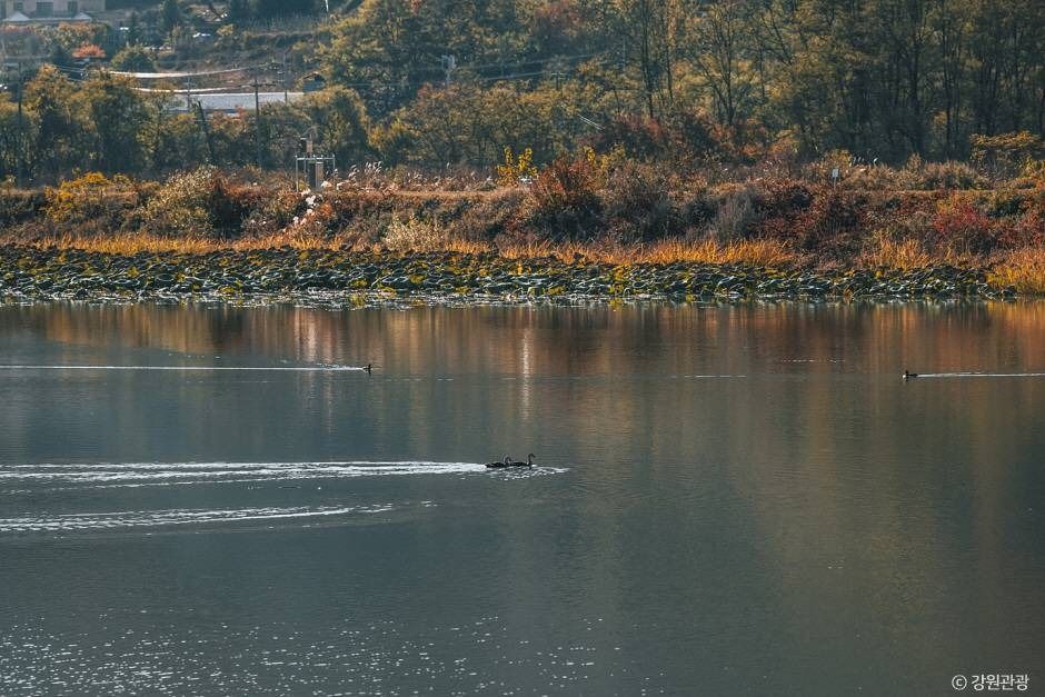 강릉_학저수지 (5)