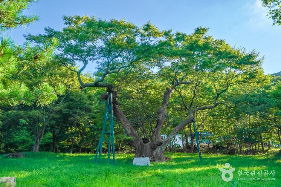 포항_포항 마북리 느티나무 (5)