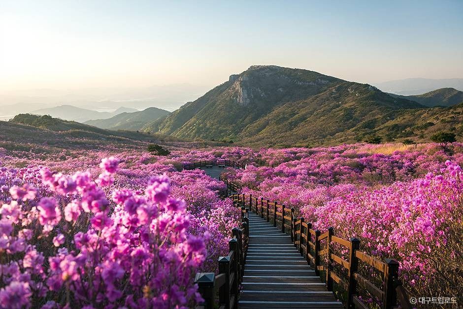 비슬산군립공원