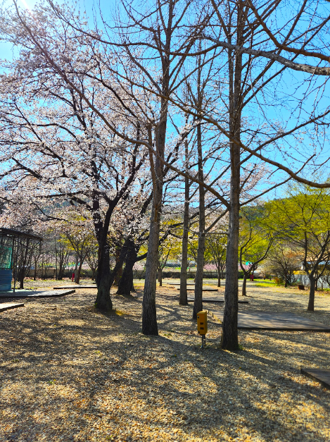 영천_늘푸른체험학교 캠핑장 (1)