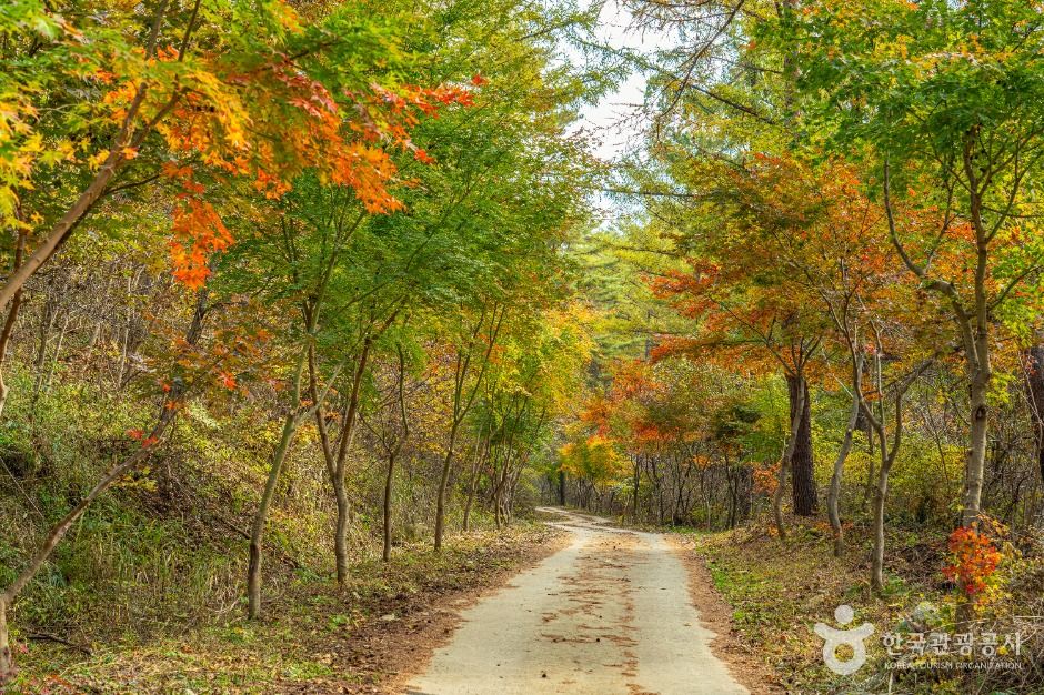 인제_소치길 (5)
