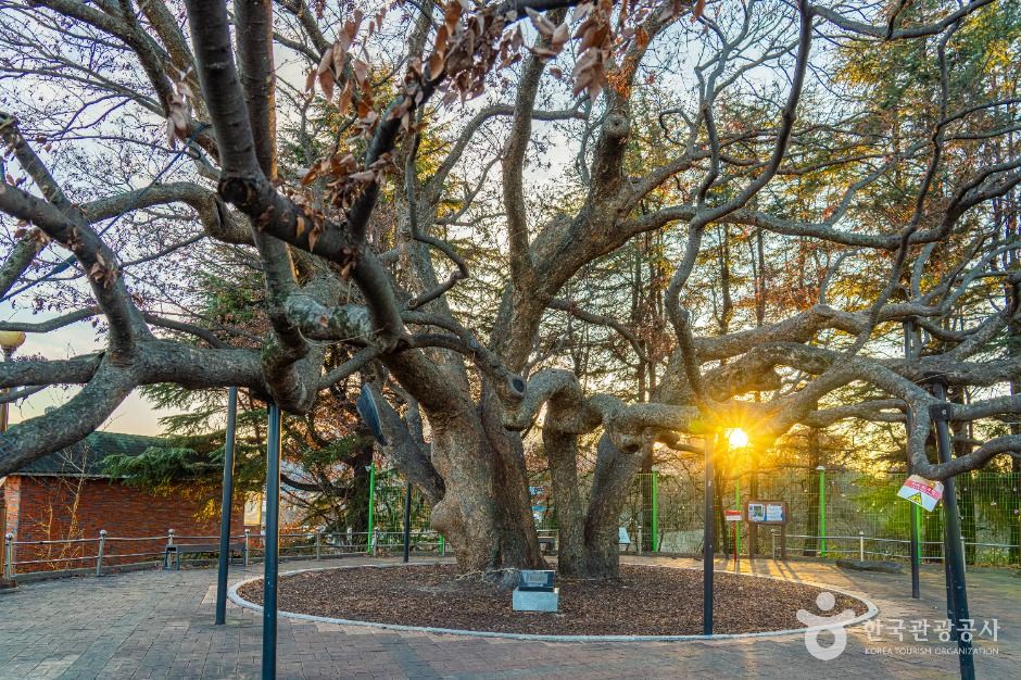 현풍 500년 느티나무 테마공원