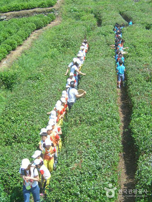 Hadong Wild Tea Cultural Festival (하동 야생차문화축제)