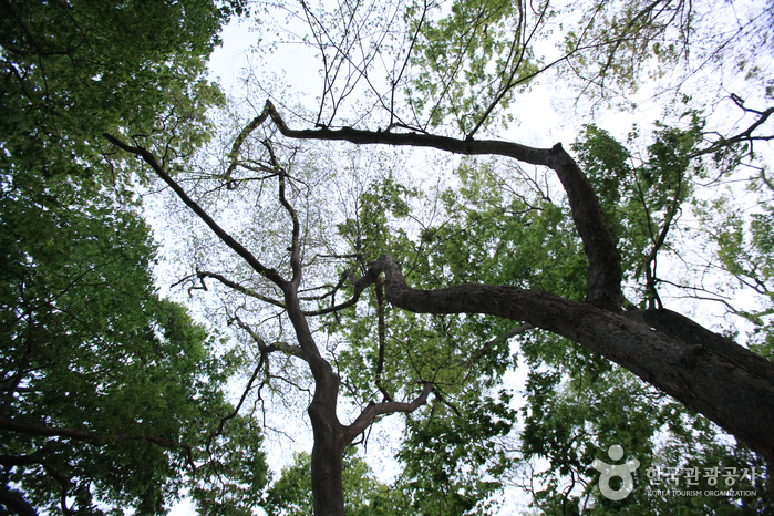 Mulgeon Windbreak Forest (남해 물건리 방조어부림)