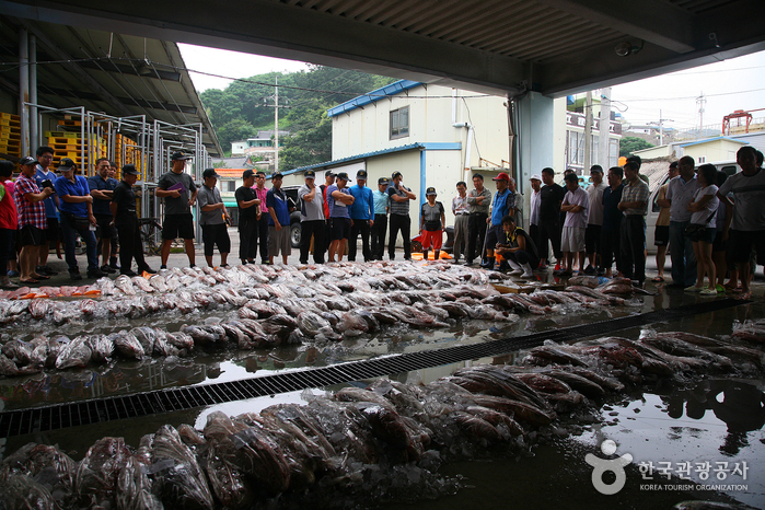 영광 법성포에서 만난 민어 경매 장면