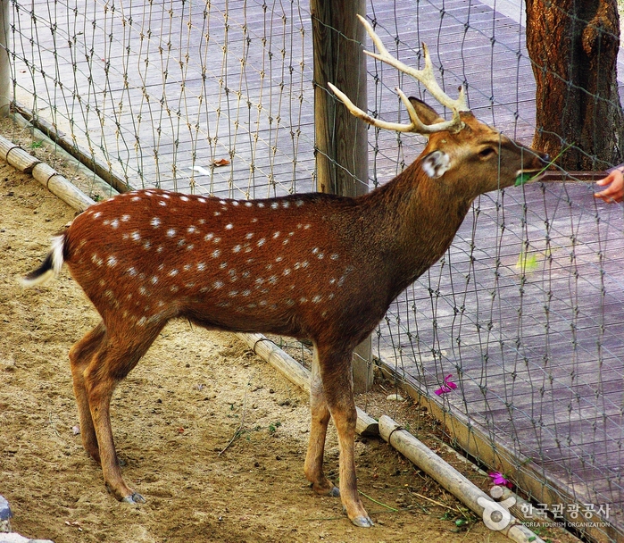 Seoul Forest (서울숲)