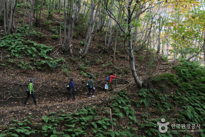 Seonginbong Primeval Forest [National Geopark] (성인봉 원시림 (울릉도, 독도 국가지질공원))