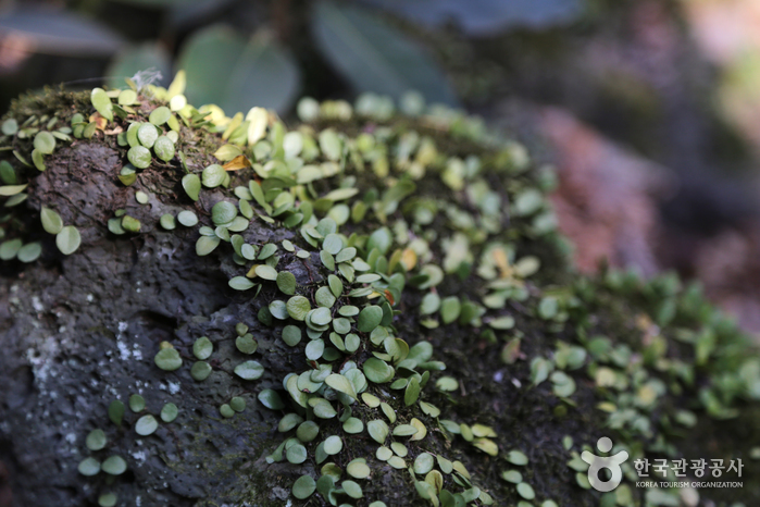 선흘곶자왈 (제주도 국가지질공원)3
