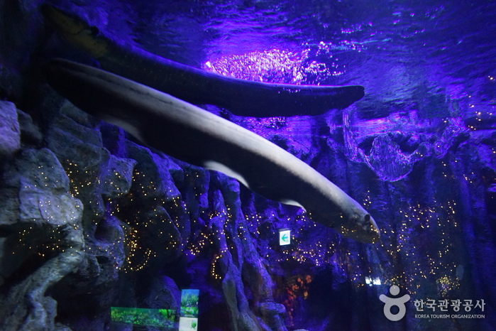 樂天世界水族館(롯데월드 아쿠아리움)