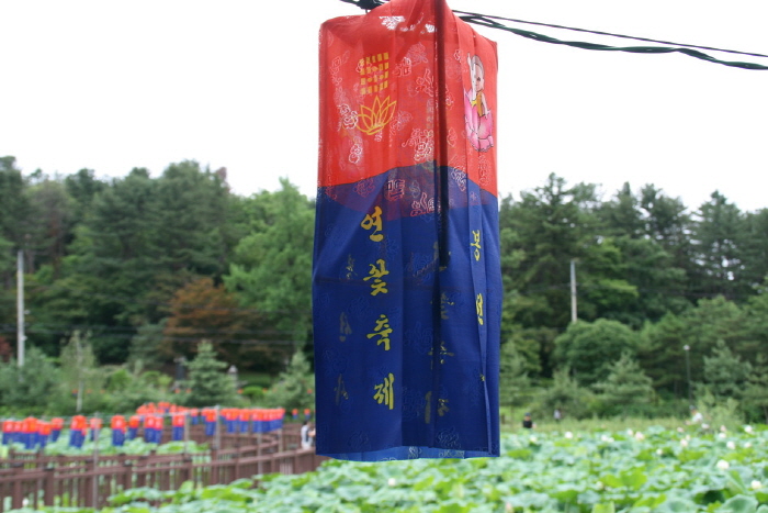 행복바라미 봉선사 연꽃축제 20183