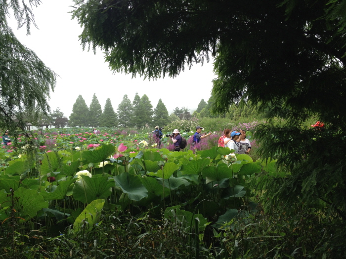 태안연꽃축제 20201